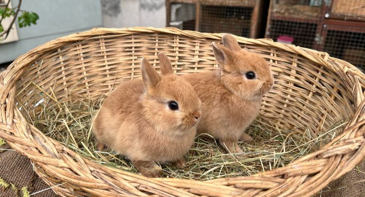 Konya Büyümeyen Tavşan