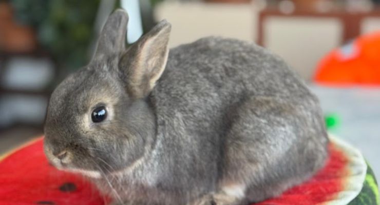 Konya Ev Tavşanı