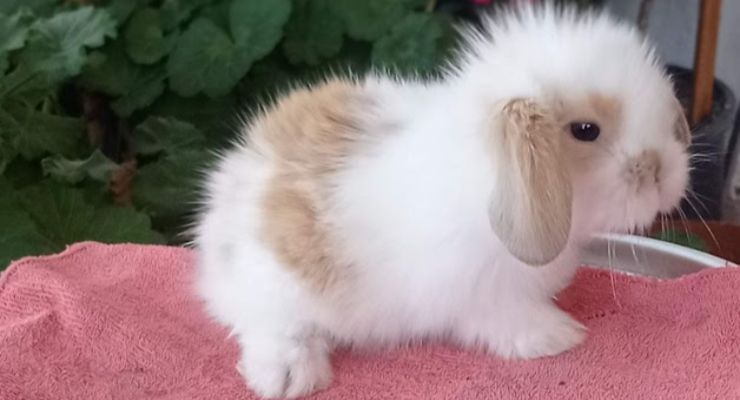 Konya Hollanda Lop Tavşan